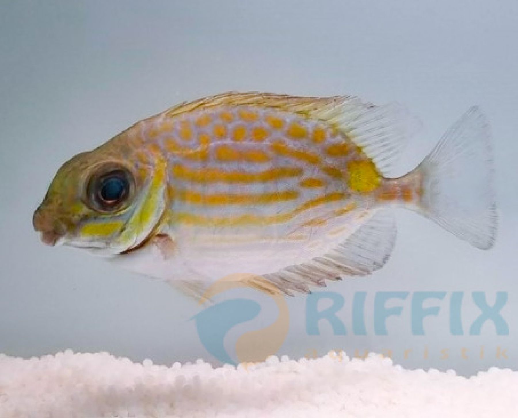 Siganus lineatus Goldfleck-Kaninchenfisch (Nachzucht)
